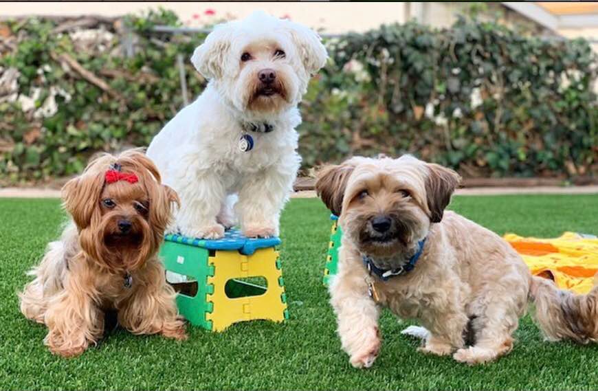 Three small dogs sit on lush green artificial grass in Carefree, AZ; a white dog stands on a colorful stool, while a brown dog with a red bow and a tan dog sit beside it. Bushes and a fence can be seen in the background.
