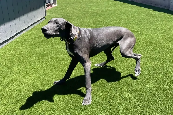 A large gray Great Dane with a collar strolls on bright green artificial grass in a sunny, fenced backyard in Carefree, AZ, casting a strong shadow on the ground.
